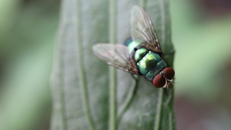 macro 03
