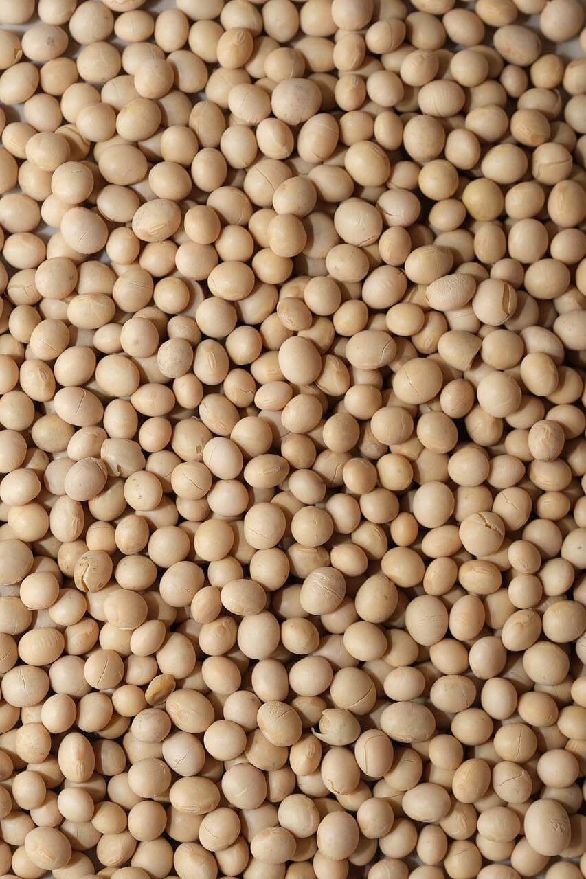 is soy low fodmap