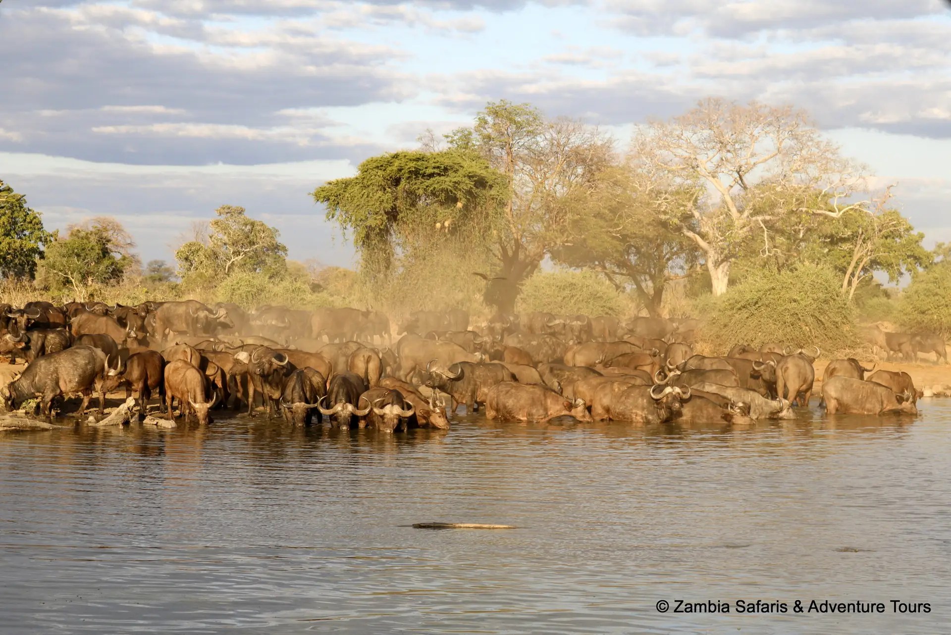 African Buffalo at the Royal Waterhole