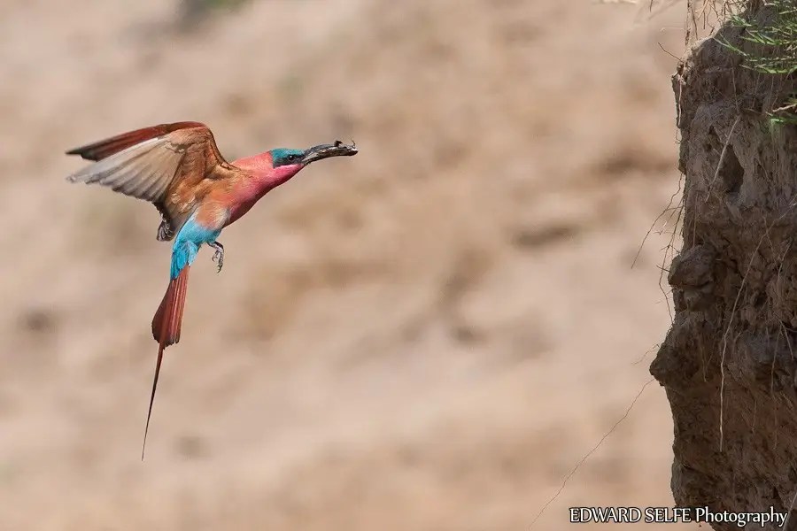 Southern Carmine Bee-eater