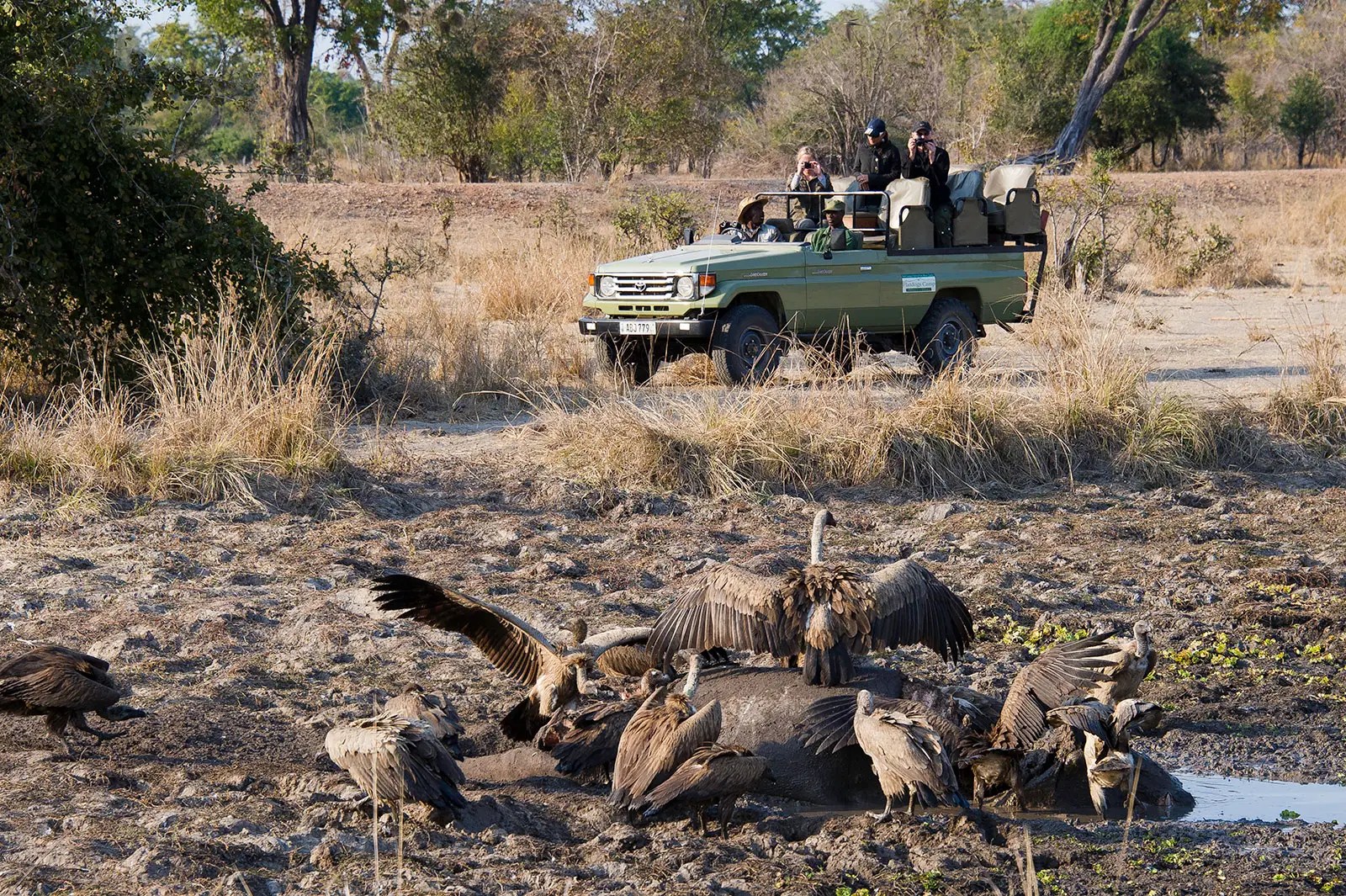 Flatdogs Camp - Game Drive