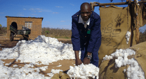 Cotton growers in Zimbabwe