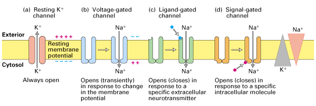 Chemical And Electrical Synapses Biology For Majors Ii Part A Drag the labels to identify aspects of ion channel signaling.