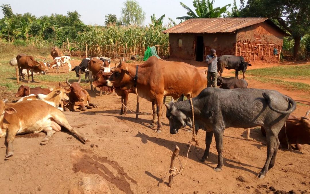 Challenges associated with tracking the movements of people and their livestock