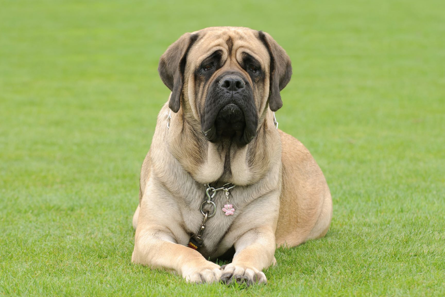 images Mastiff Hund Schwarz zooplus