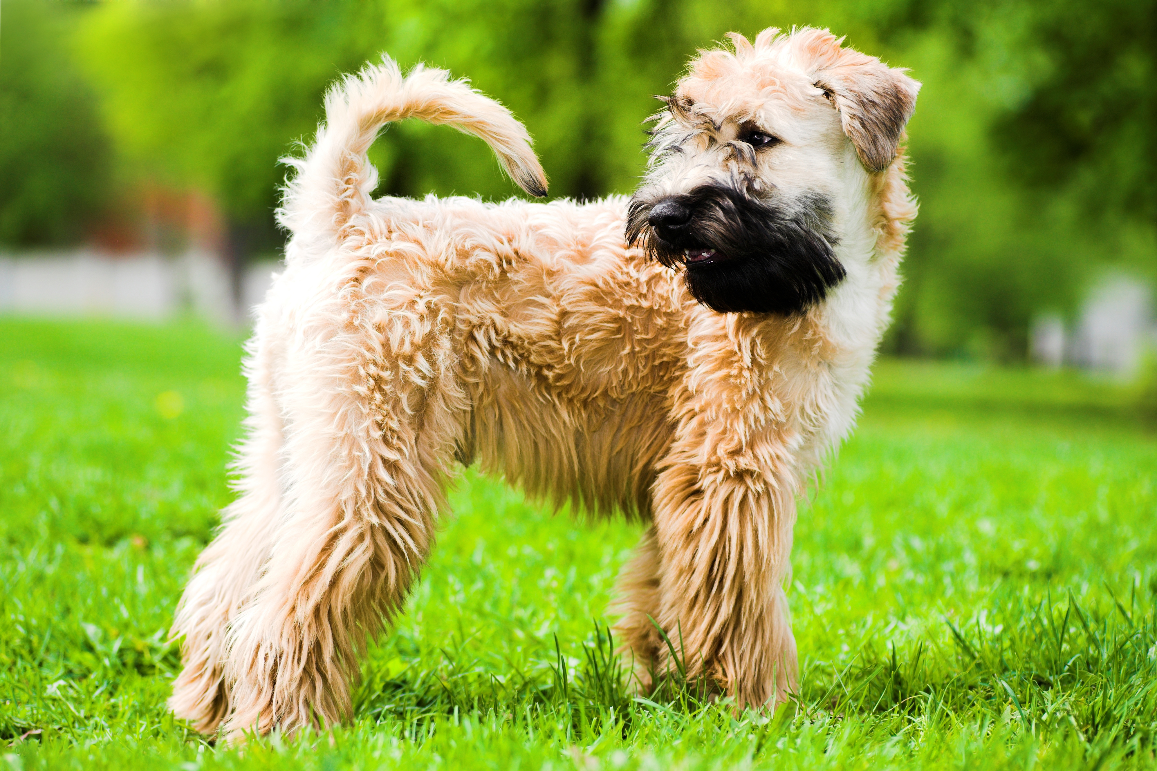 picture Wheaten Terrier Mixed With Poodle https www zooplus de magazin hund hunderassen irish soft coated wheaten terrier