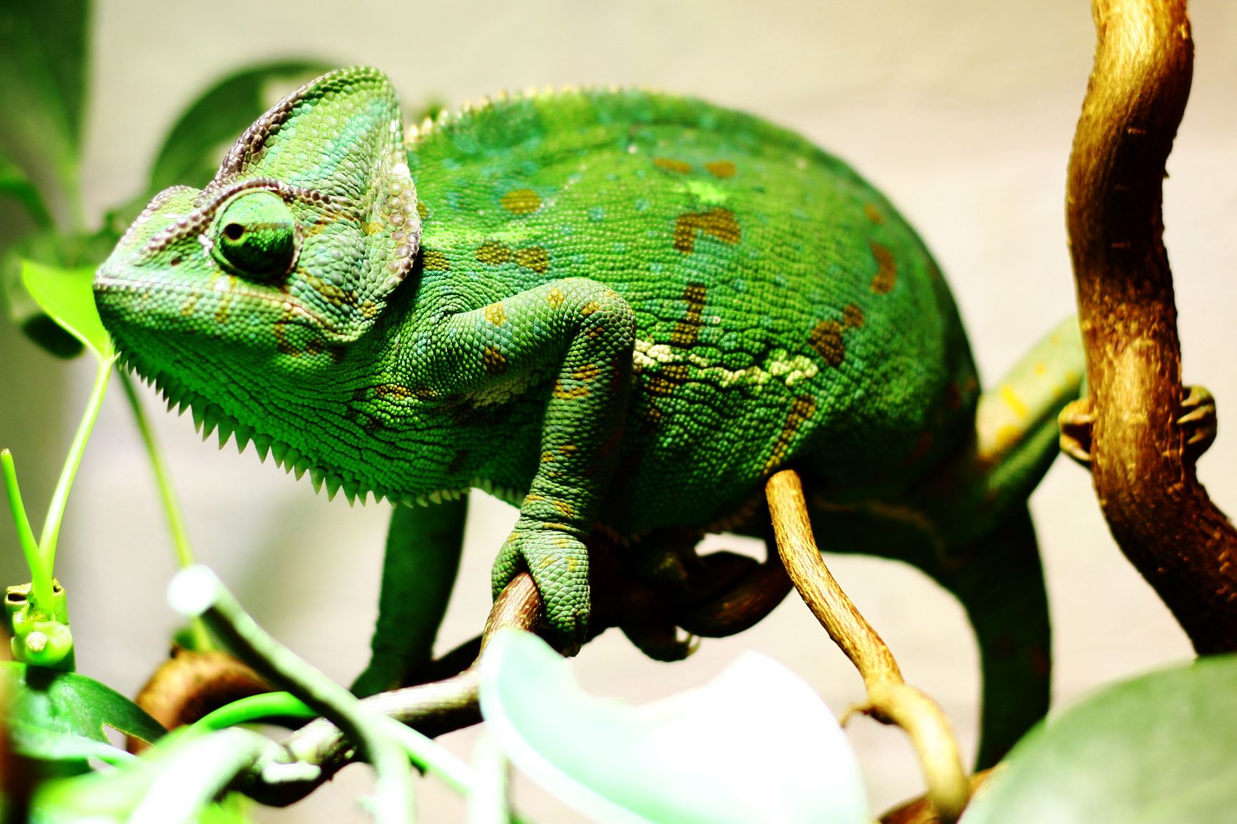 Jemenchamäleon: Haltung, Pflege, Ernährung im Terrarium