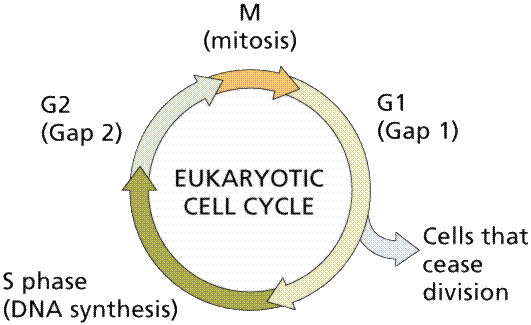 Mitosis Cell Cycle Cell Division Pmf Ias Controlled by T cells.