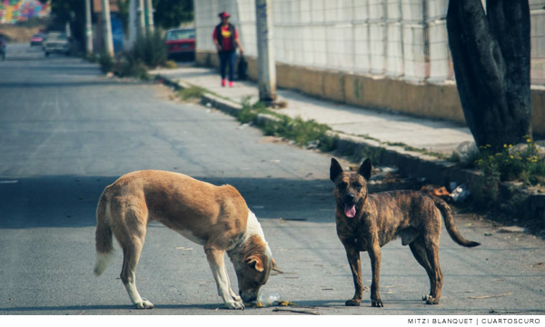 Animales no transmiten Covid-19; desinformación alienta abandono de mascotas