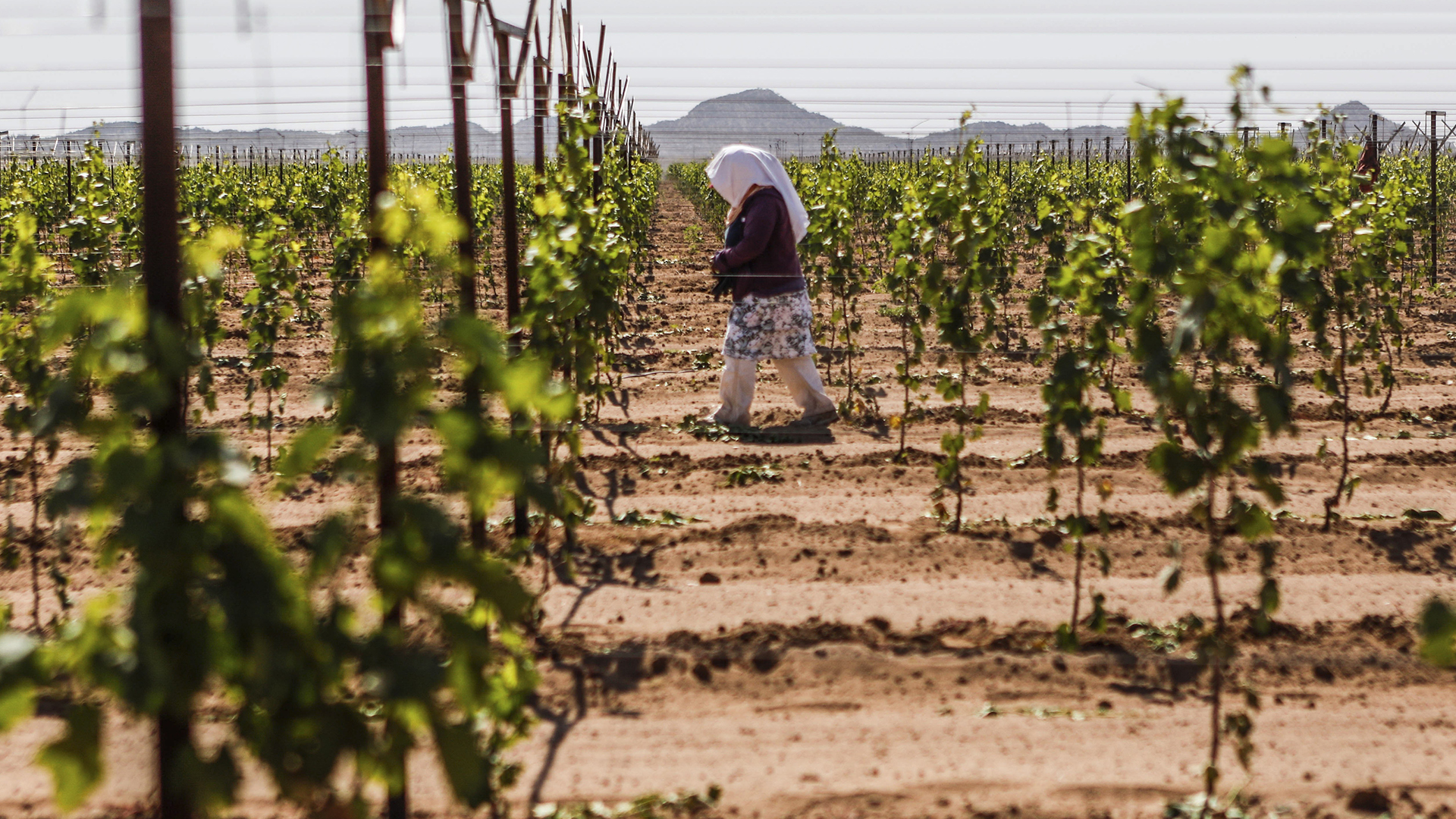 Jornaleros agrícolas, de los más vulnerados ante Covid-19