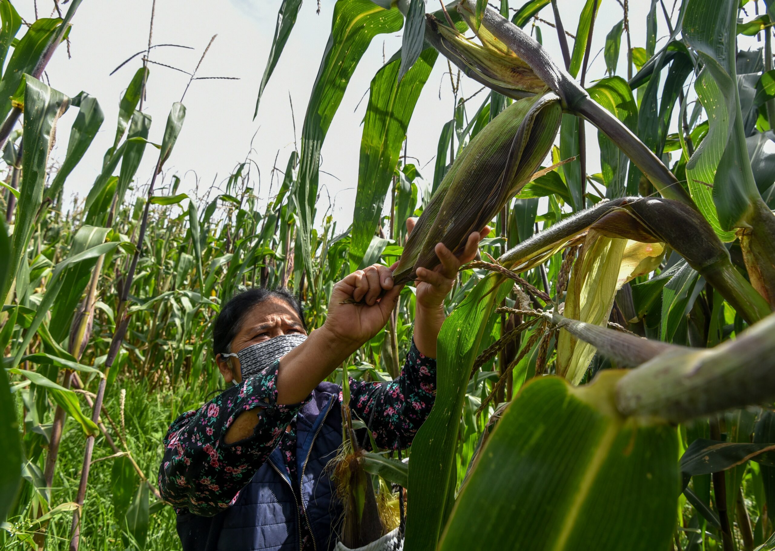 El gobierno federal presentó el Plan de Autosuficiencia Alimentaria, el cual contempla una inversión de casi 54 mil millones de pesos durante 2025