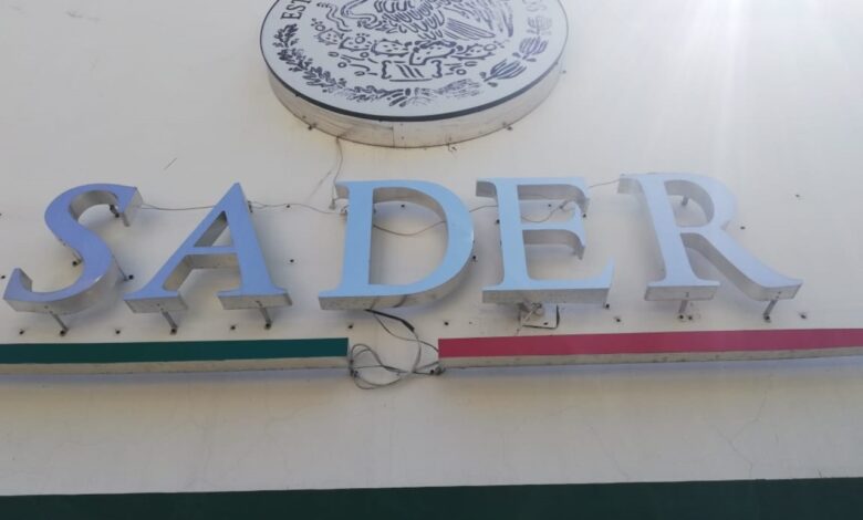 Sader propuso excluir consumo de maíz transgénico en la iniciativa de reforma constitucional enviada al Congreso de la Unión; Sheinbaum