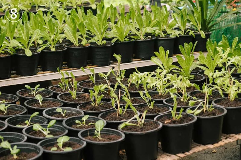 Plantd 03 Greenery - Best Light Photos in HD