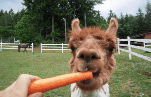 Github Jack Chen 2019 Ucb Enhancing Continual Semantic Segmentation - Full HD Vintage Arts for Desktop