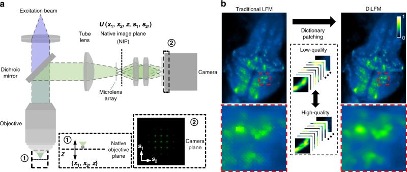 Github Bioflab Light Field Microscopy - Minimal Illustration Collection - HD Quality