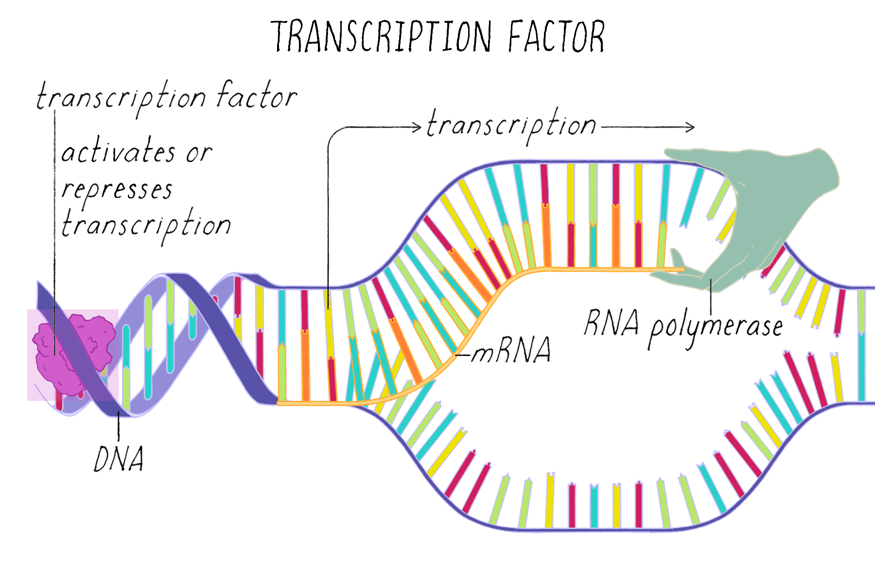 Transcription Factor
