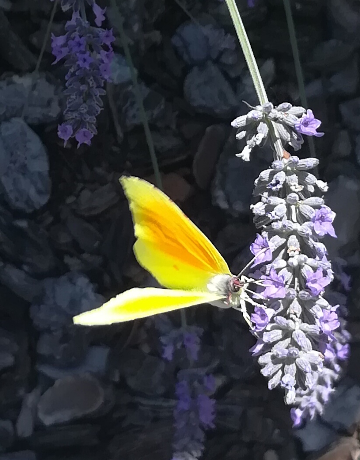 expresió llibertat i color