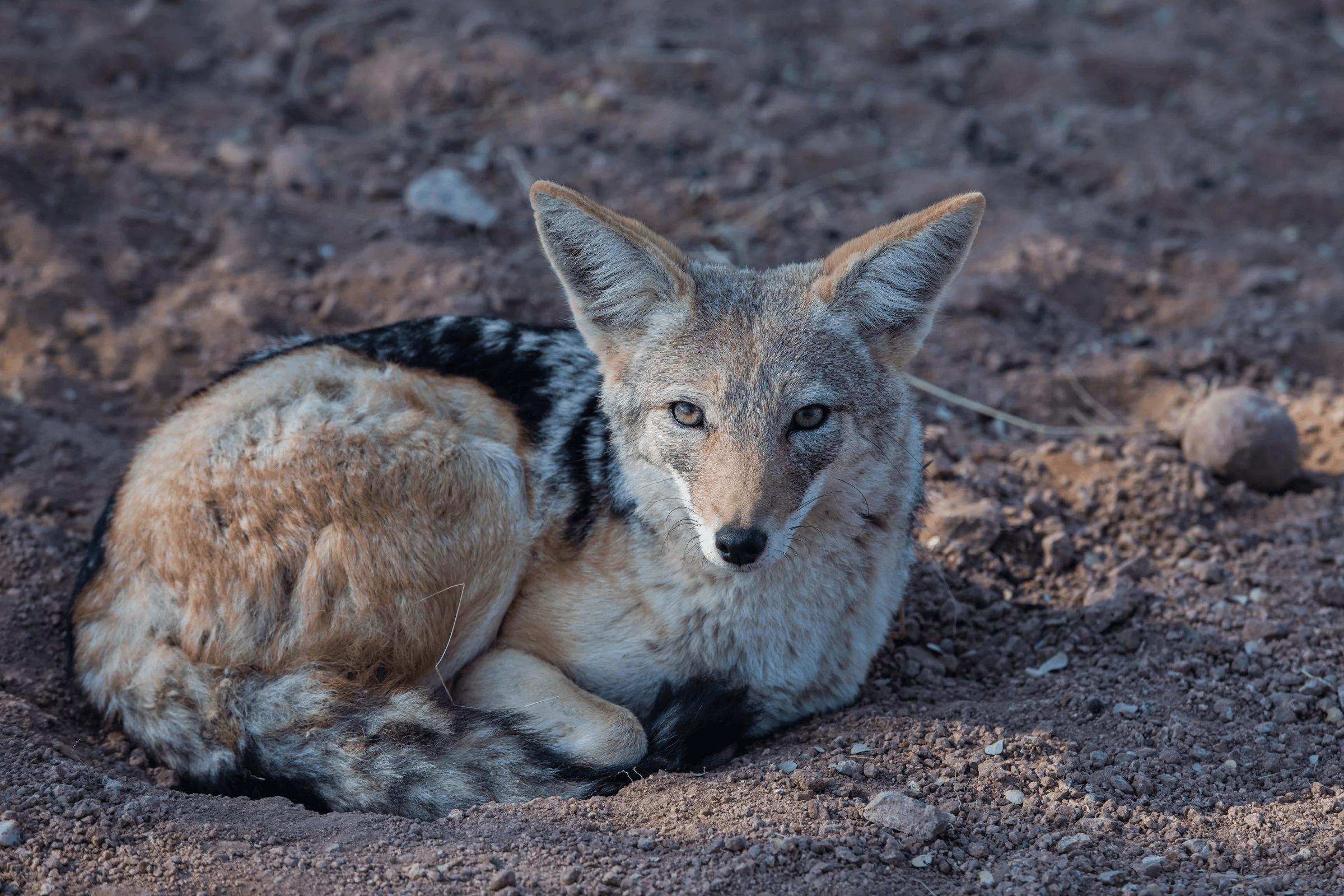 Jackalnamibia4of1.webp