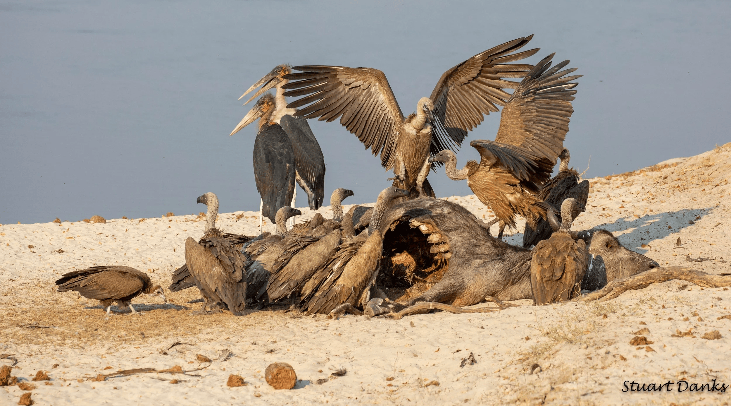 vultures2.webp