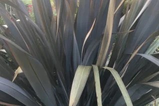 pullquote_rightawa nursery is a working nursery open to the public, including landscapers and developers 7 days a week from … Phormium Xera Plants