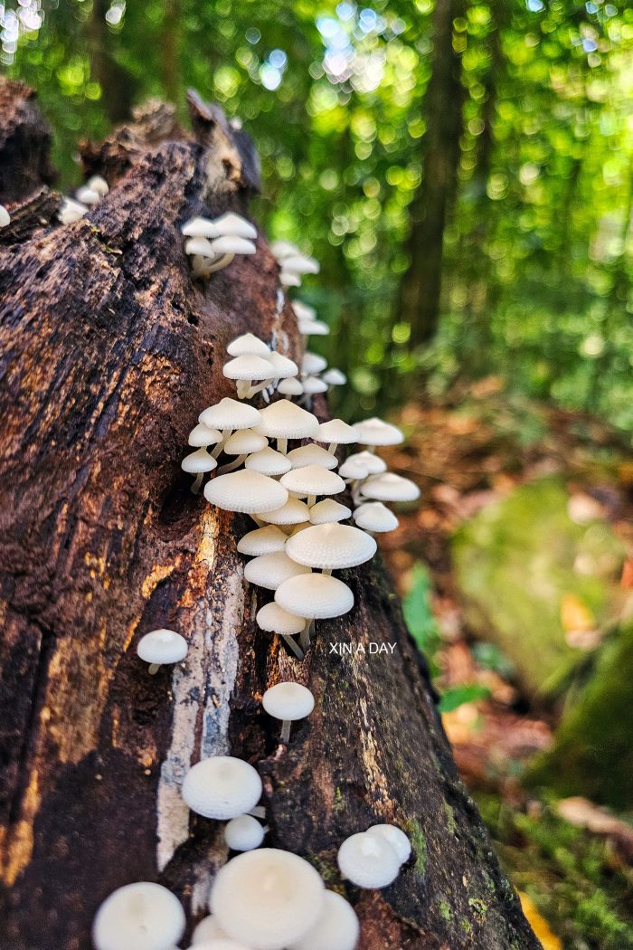 Gunung Gading National Park 加汀山国家公园