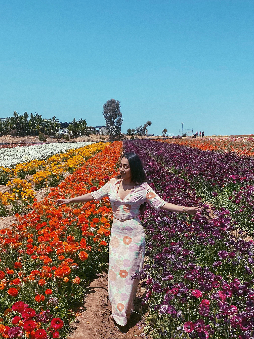 flower fields