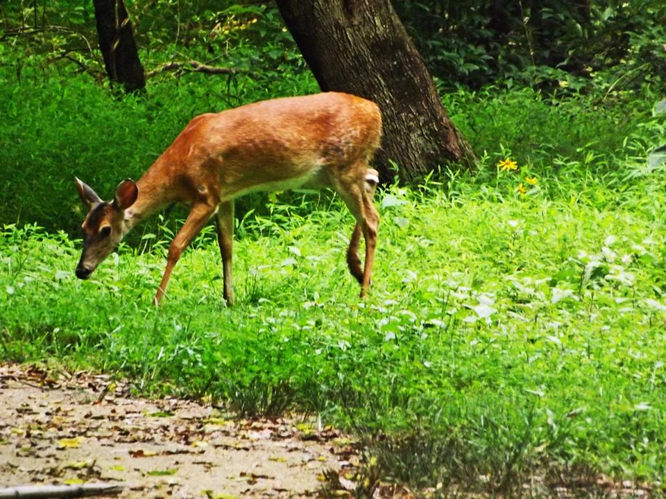 A deer Bethany & Maddie ran into on a nature trail.