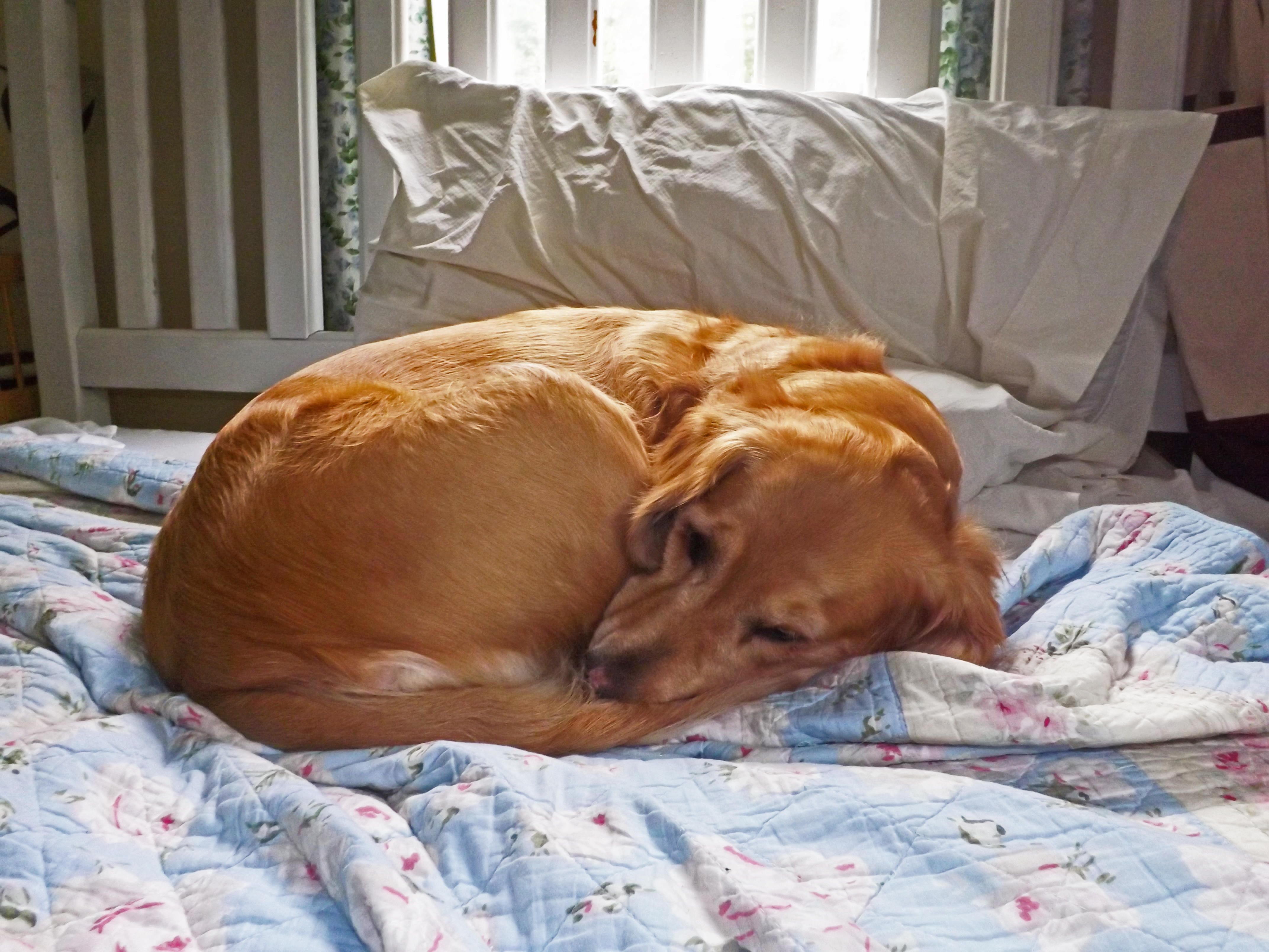 Maddie's dog doing the infinity squirrel.