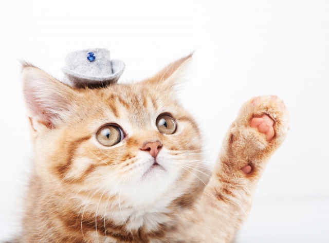 猫アレルギー　症状　原因　治療
