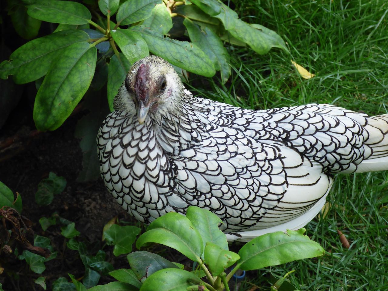 Ein Huhn mit auffälligem schwarz-weißem Federmuster, das an Fischschuppen erinnert, steht auf Gras neben grünem Laub.