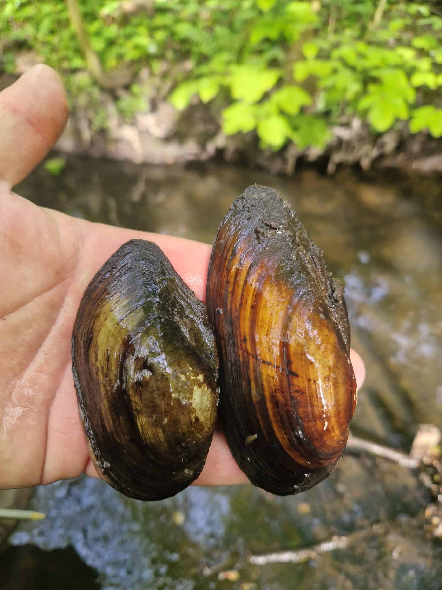 Teichmuscheln gegen Algen