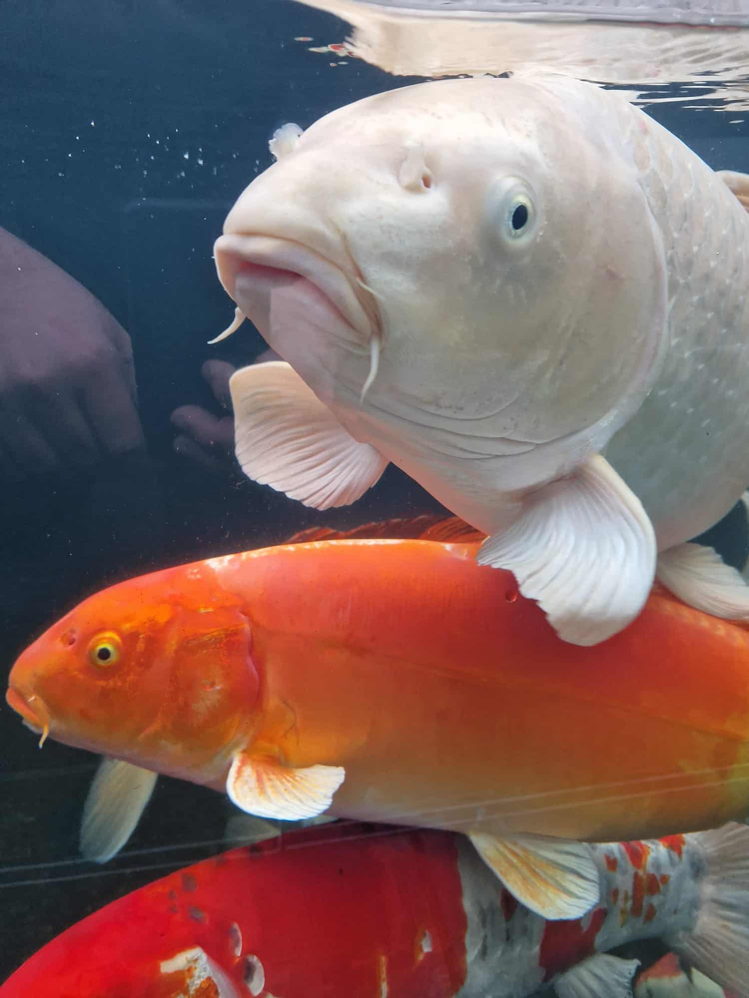 Koi