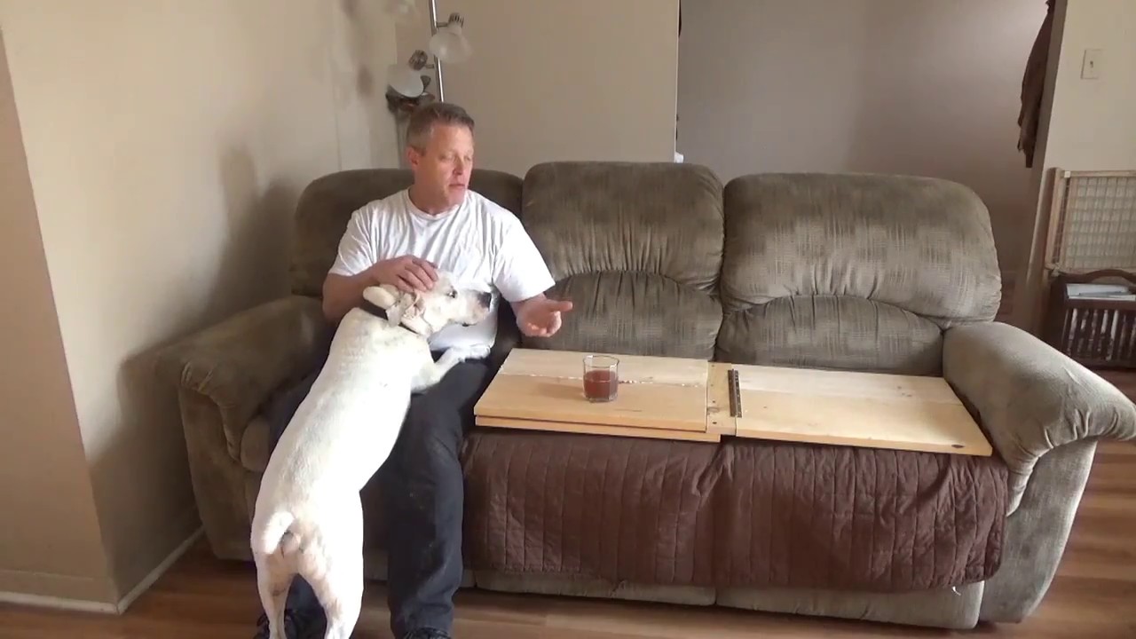 How To Get Dog Scratches Out Of Fabric Couch? XO My Pets