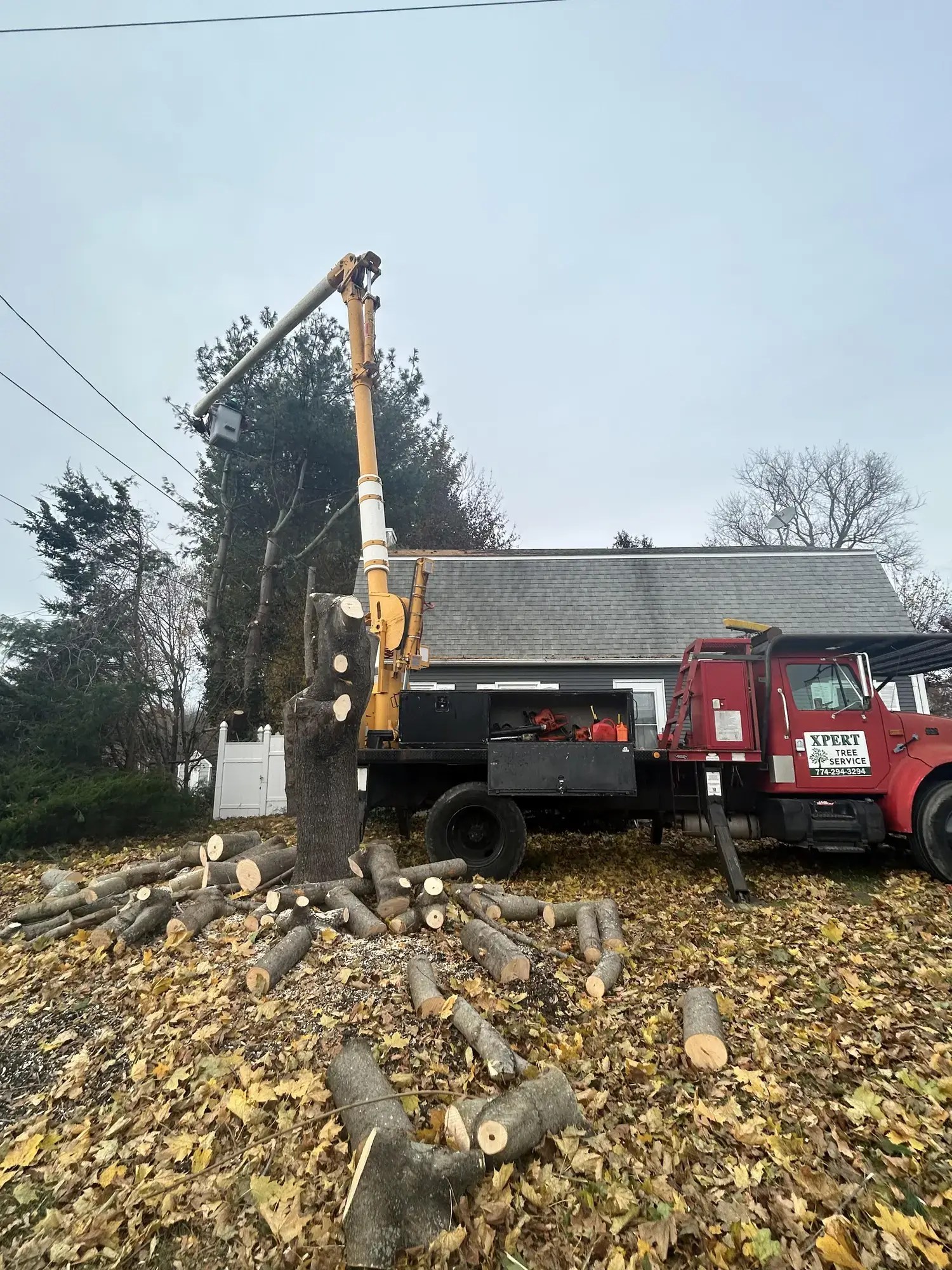 Tree Services