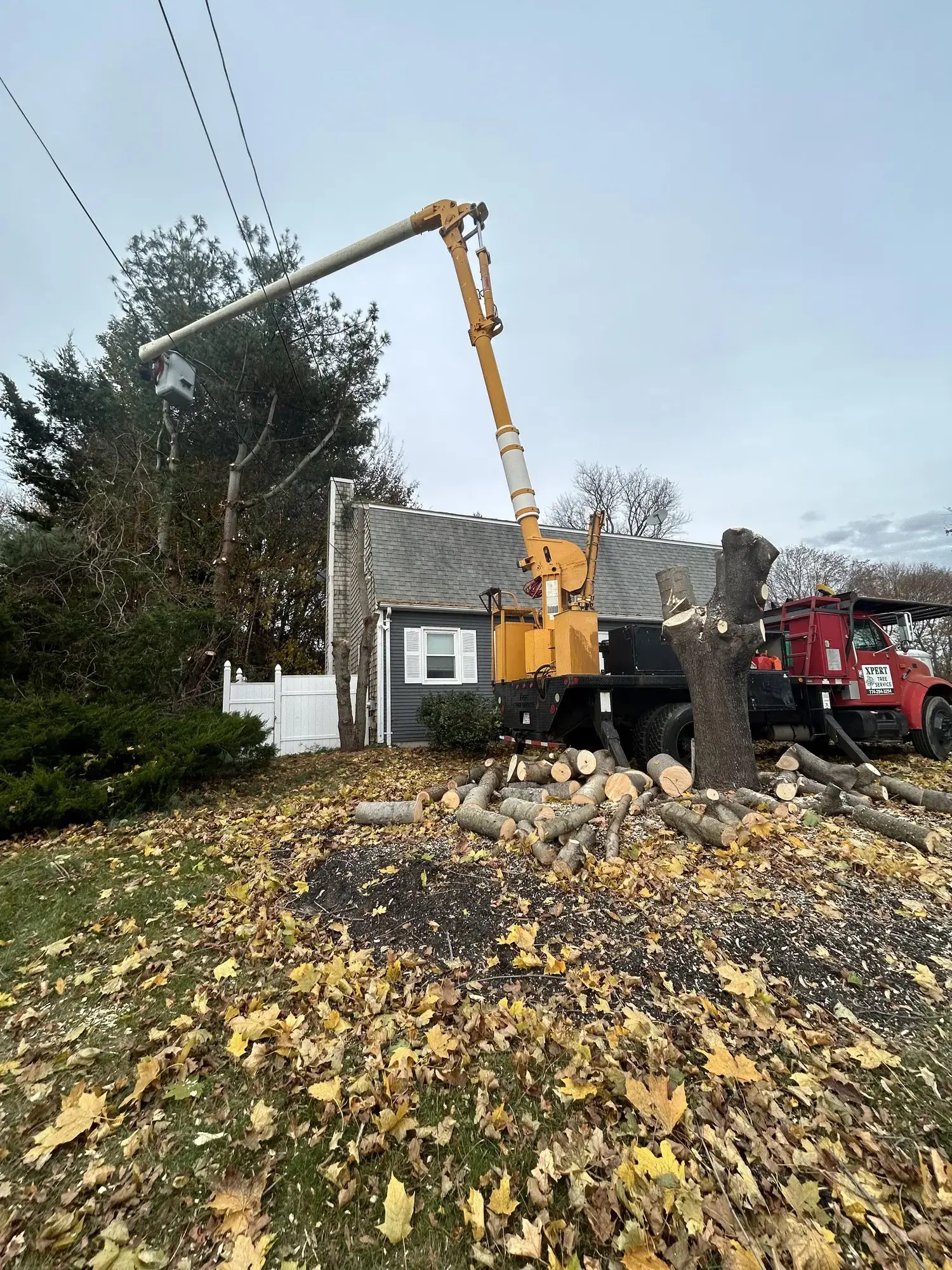 Tree Services