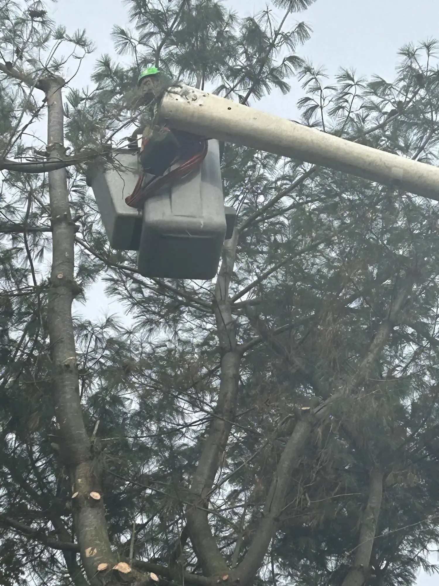 Tree Services