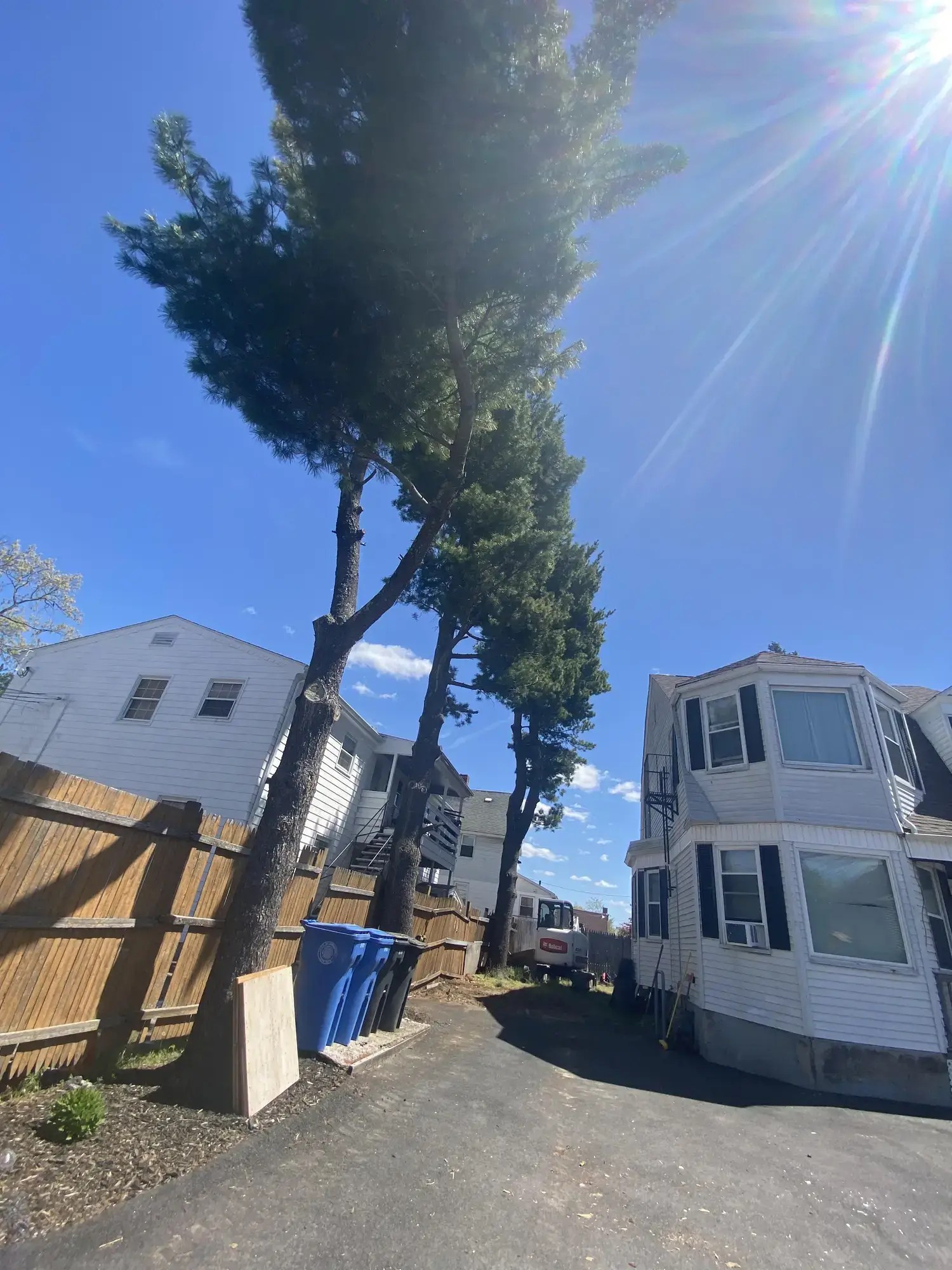 Tree Services