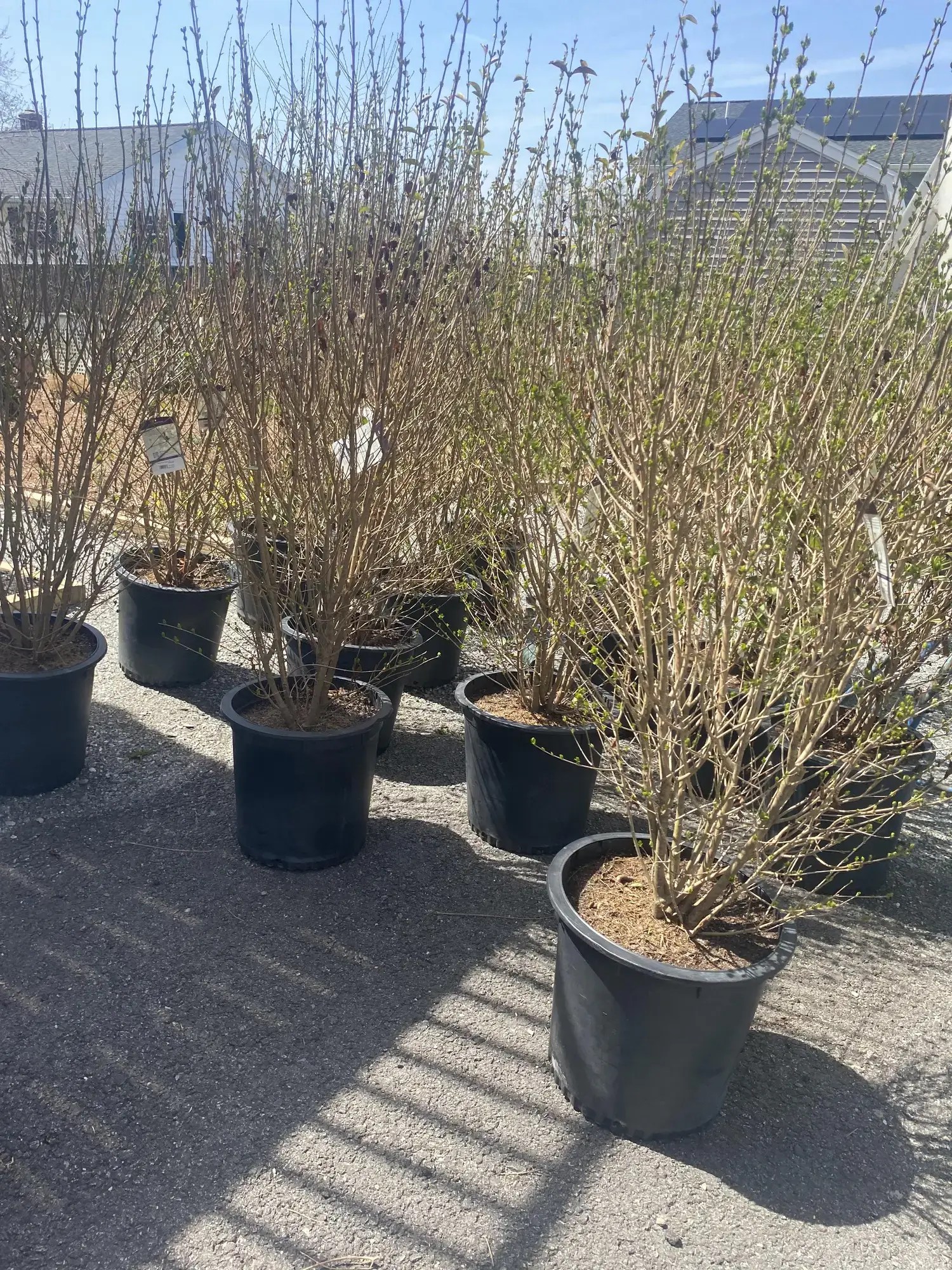 Tree Planting Services