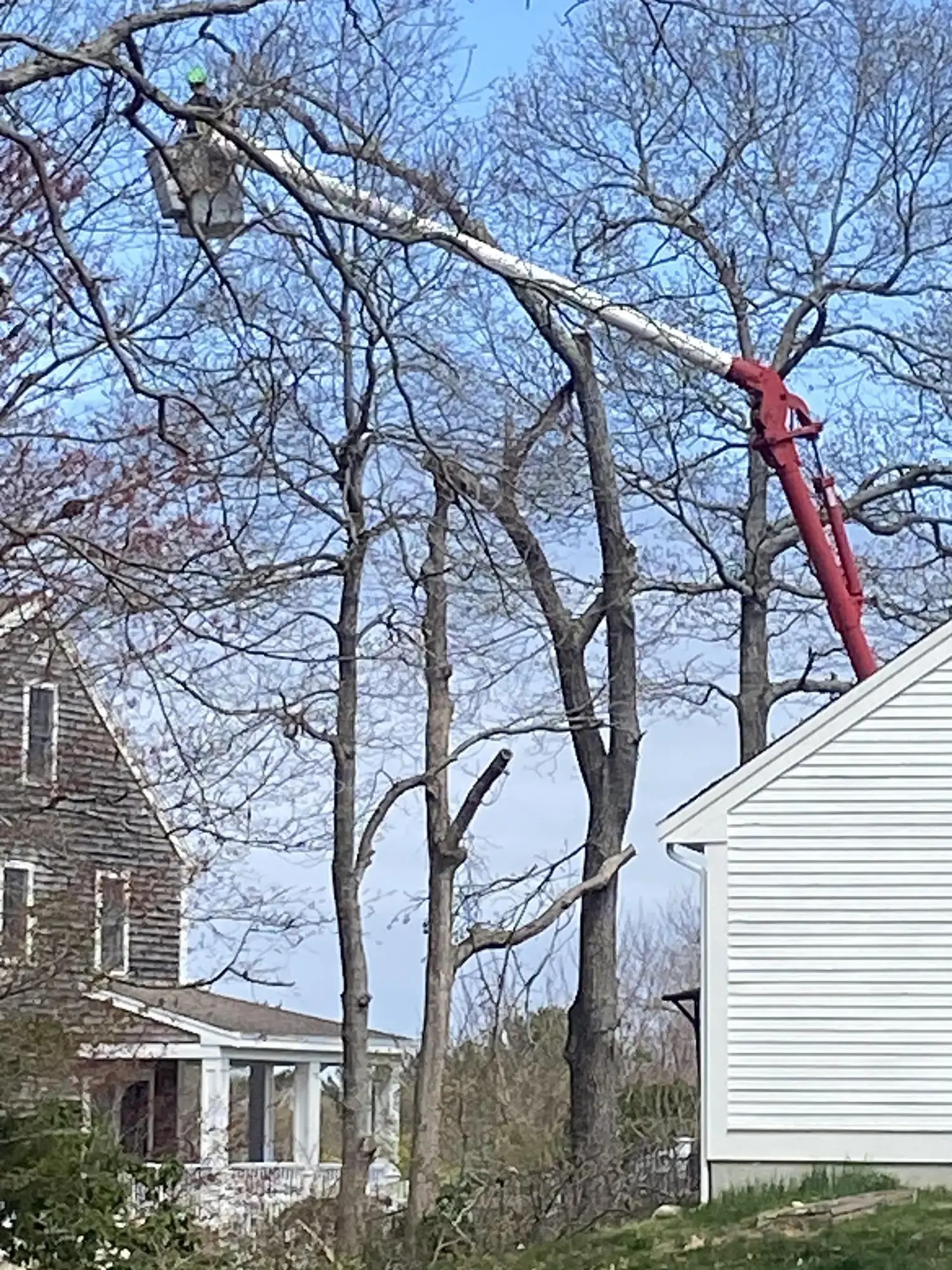 Tree Trimming