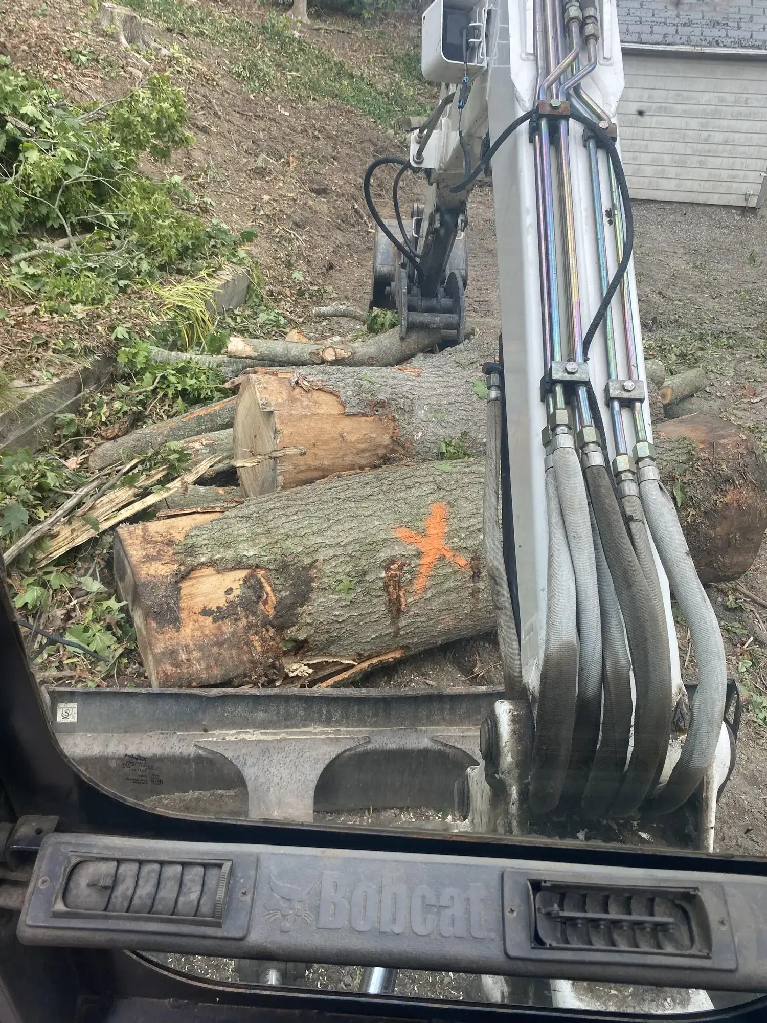 Tree Disposal