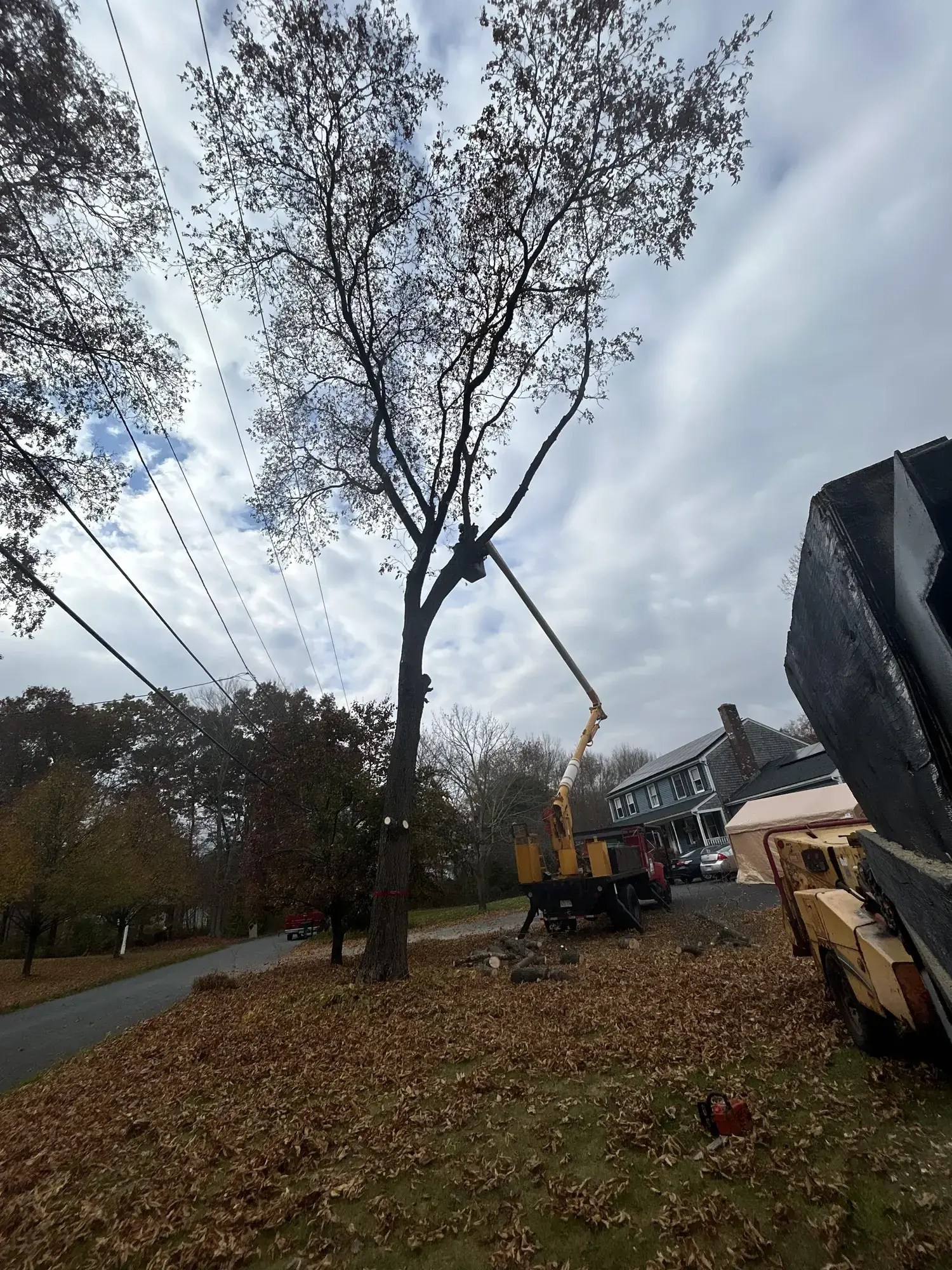 Tree Pruning