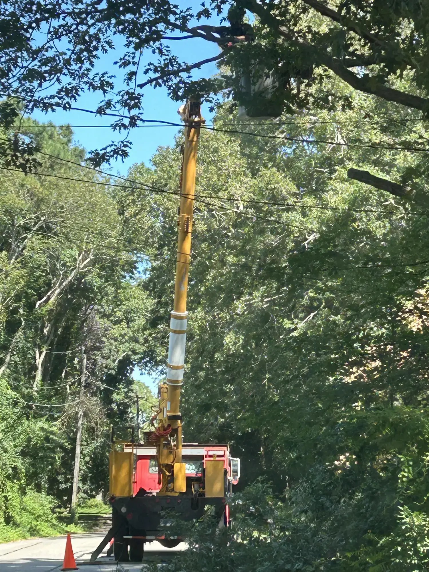 Tree Trimming