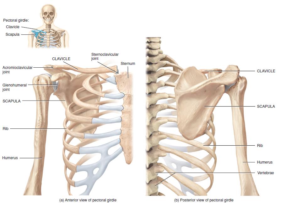 Diagram Of Bones In Neck And Shoulder / Bones of the Chest and Upper Back