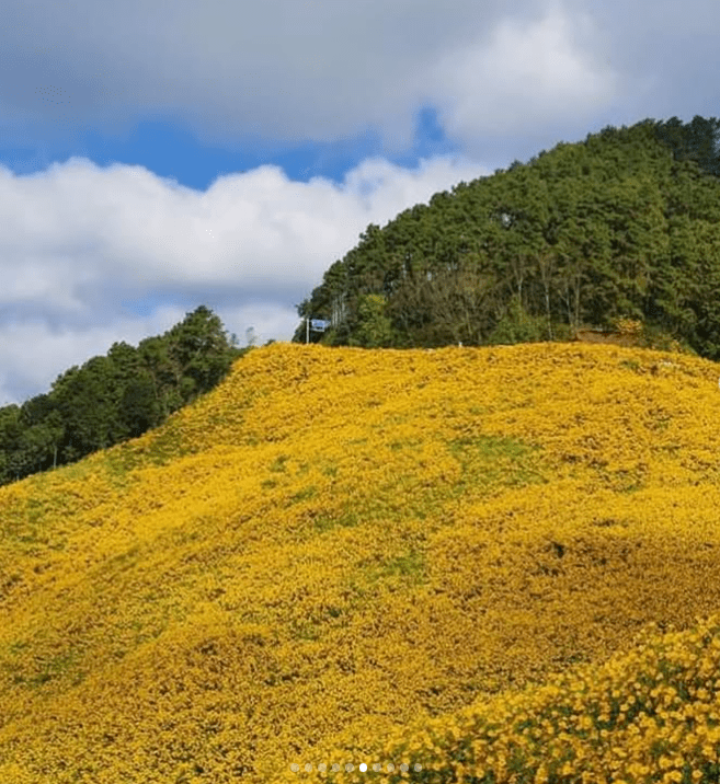 太阳花谷：泰国夜丰颂布通花田的旅行攻略