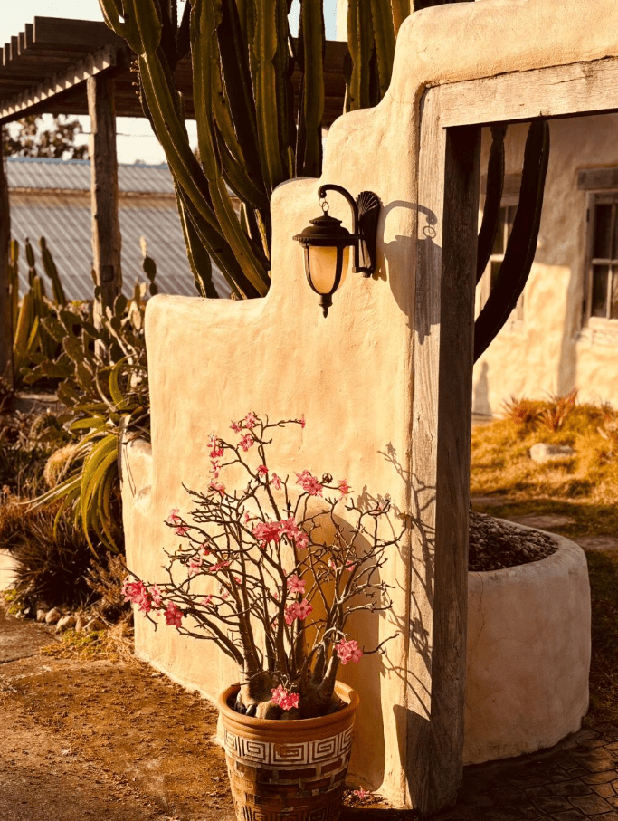 2BEEs Cafe & Garden：清迈的墨西哥风情仙人掌绿洲