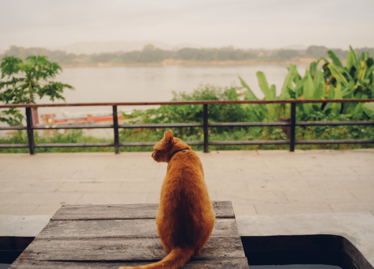 探索泰国清迈汗的苏奈塔旅舍：悠闲生活的理想之选