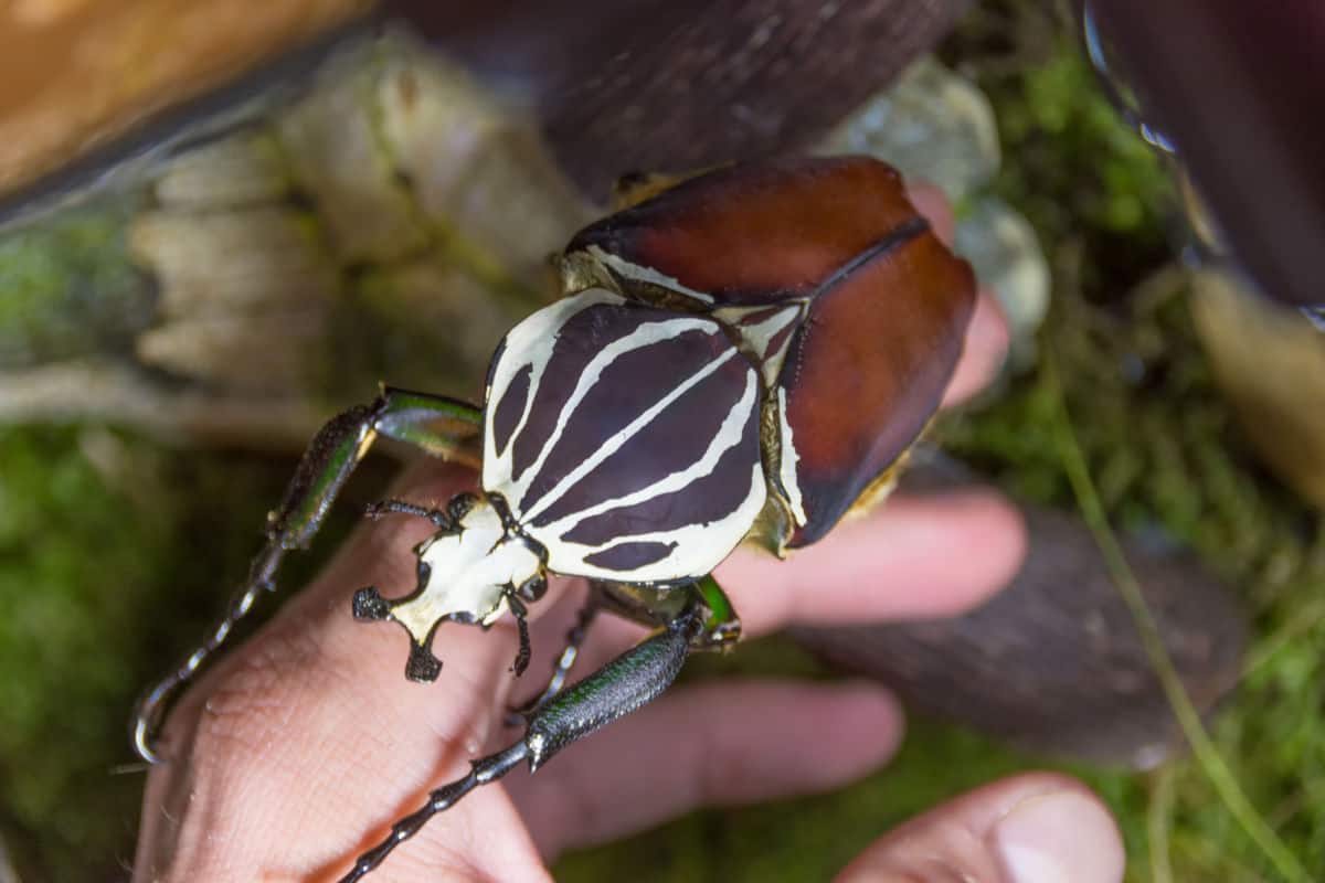 Keeping Goliath Beetle A Beginners' Guide