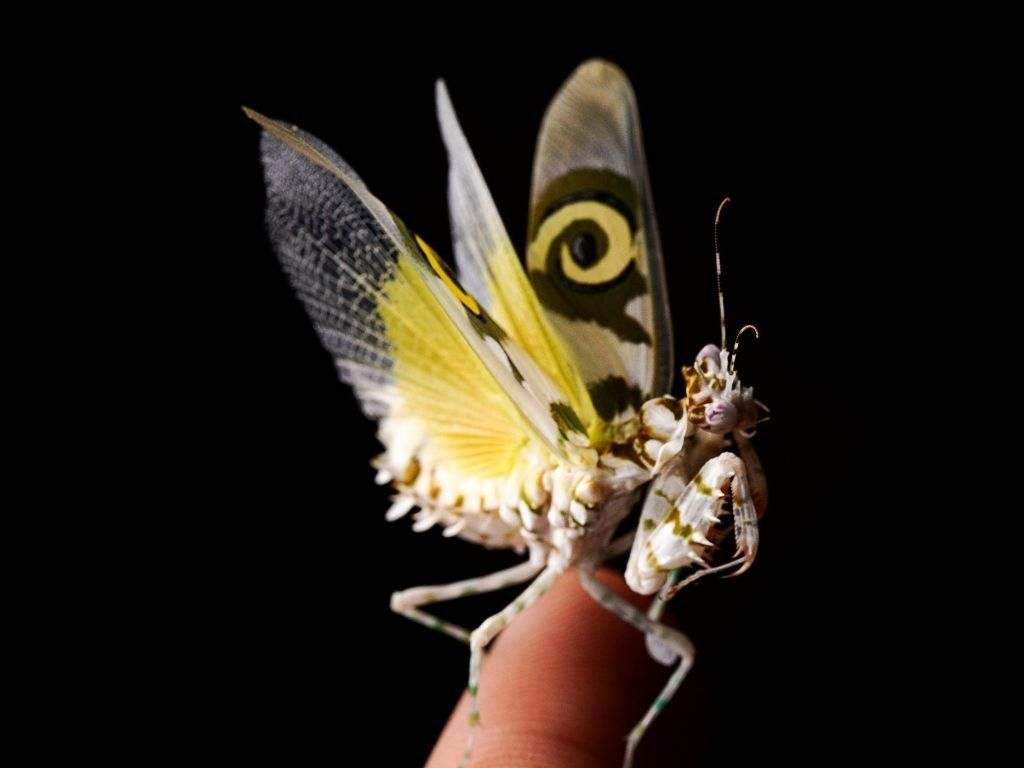Spiny Flower Mantis Care for Dummy