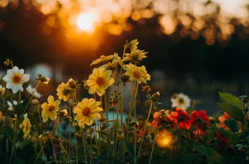 sunrise over a field of flowers; one-hour a day writing