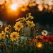 sunrise over a field of flowers; one-hour a day writing